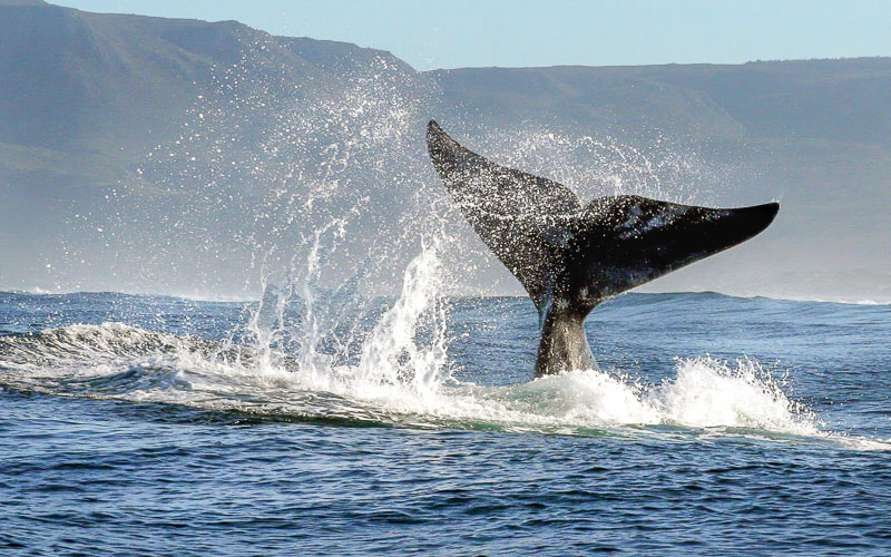 Hermanus whale watching: southern right whale