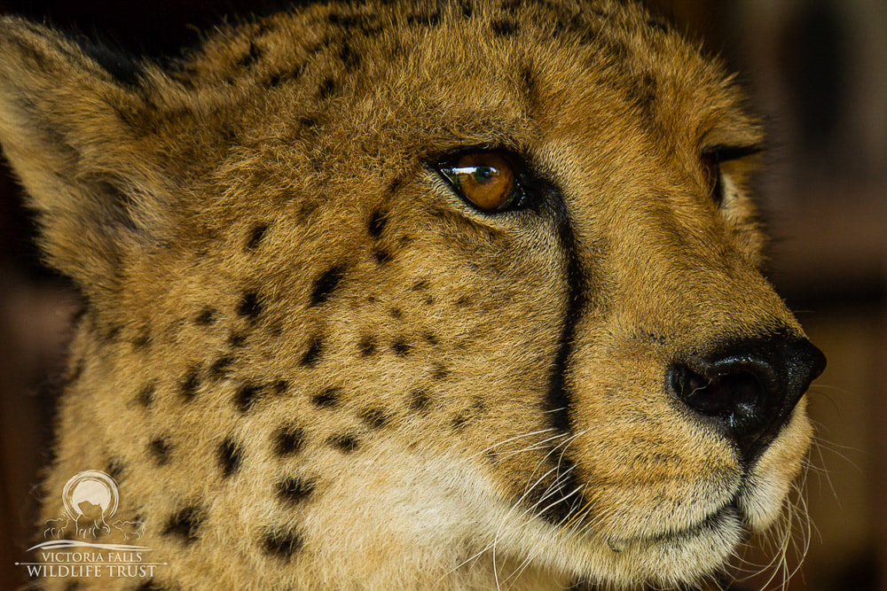Sylvester, the Victoria Falls Wildlife Trust's cheetah ambassador, helps with conservation education