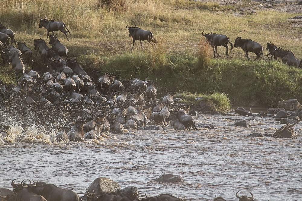 Wildebeest migration, things to do in the Serengeti in Tanzania