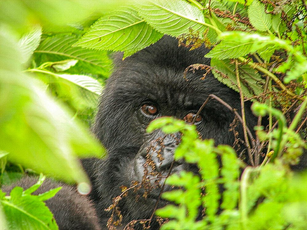 Gorilla trekking:one of the best African adventures in Rwanda