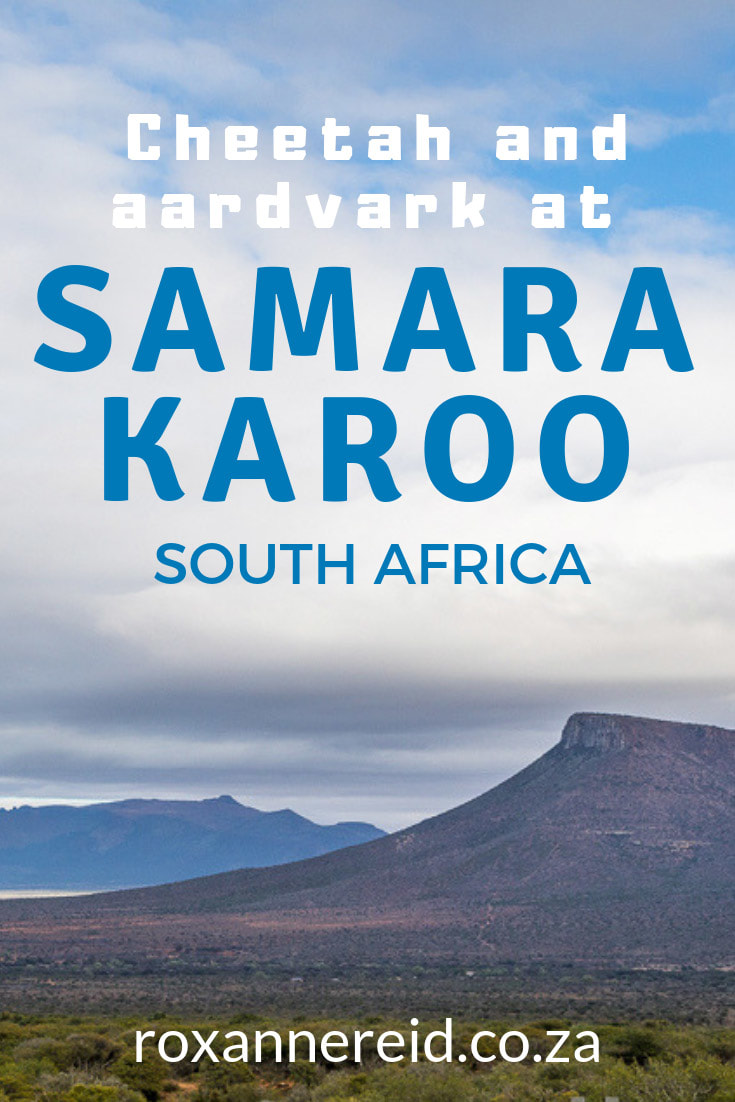 Visit Samara Private Game Reserve near Graaff-Reinet in the Eastern Cape Karoo and have the thrill of tracking cheetah and aardvark on foot. The reserve also has elephant and lion. #safari #tracking #Karoo #EasternCape #SouthAfrica #wildlife #Samara