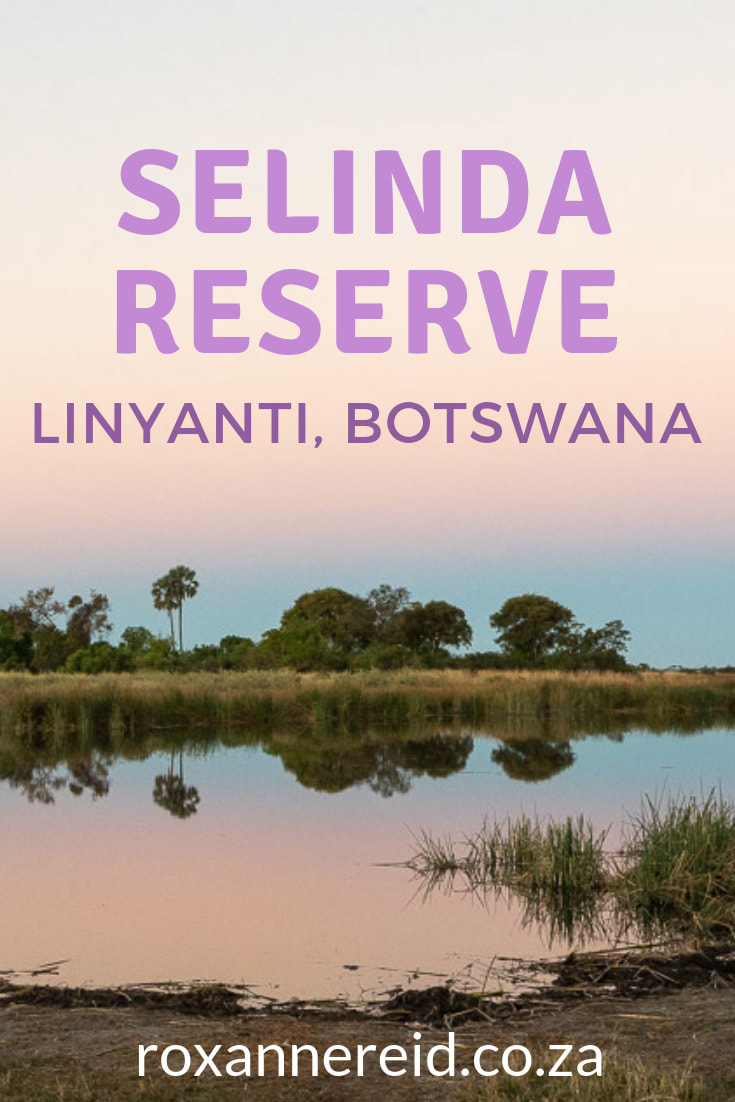 Planning a Botswana safari? Here’s why to include Selinda Camp in the Selinda Reserve, Linyanti Botswana. See amazing Botswana wildlife like elephant, lion, leopard, wild dog and sable, experience one of the most luxurious Linyanti lodges close to sister Zarafa Camp and enjoy the best of Botswana holidays. Take a dip in your private pool, a boat cruise, game drive, night drive, bush walk; enjoy a spa treatment and superb food. #Selinda #linyanti #Botswanasafari