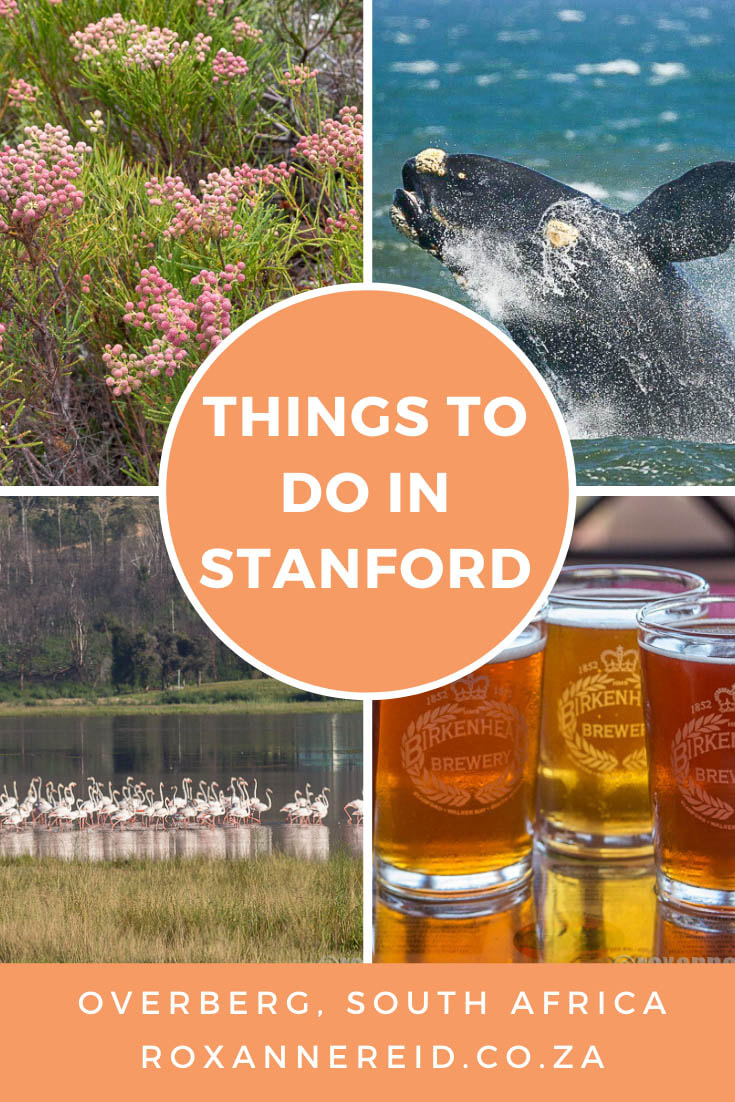 Visiting Stanford in the Overberg, South Africa? Find out some super things to do in Stanford: horse riding, quad biking, whale watching, birding and mountain reserve to beach walks, wine tasting, restaurants, cheese tasting, beer tasting, old buildings or a river cruise on the Klein River. You’ll never be bored and won’t go hungry.