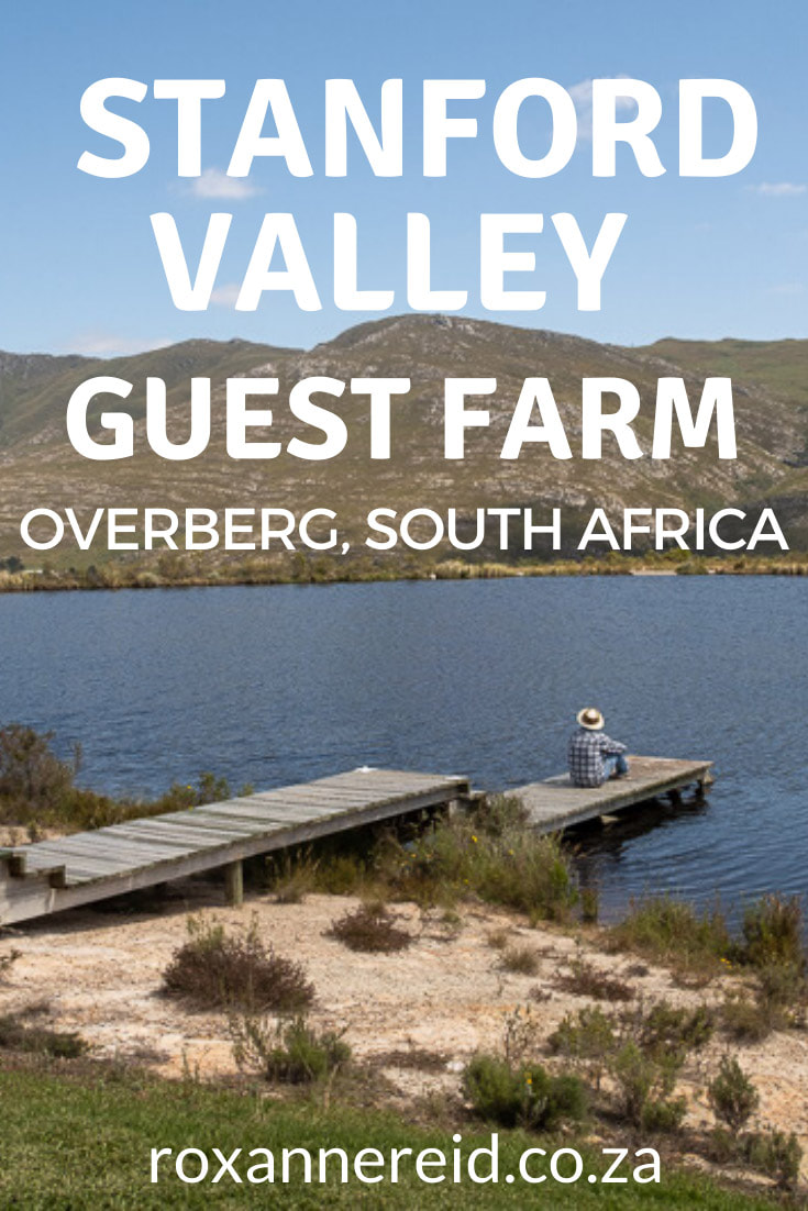 Visiting Stanford and wondering what to do and where to stay? Find out about Stanford Valley Guest Farm and all the things to do there. At this Stanford farm accommodation in the Overberg you can enjoy picnics and restaurant food, hiking and mountain biking, birding and Cape fynbos, or relax with a mountain view. Wine tasting and whale watching nearby. Great accommodation in Stanford, South Africa.