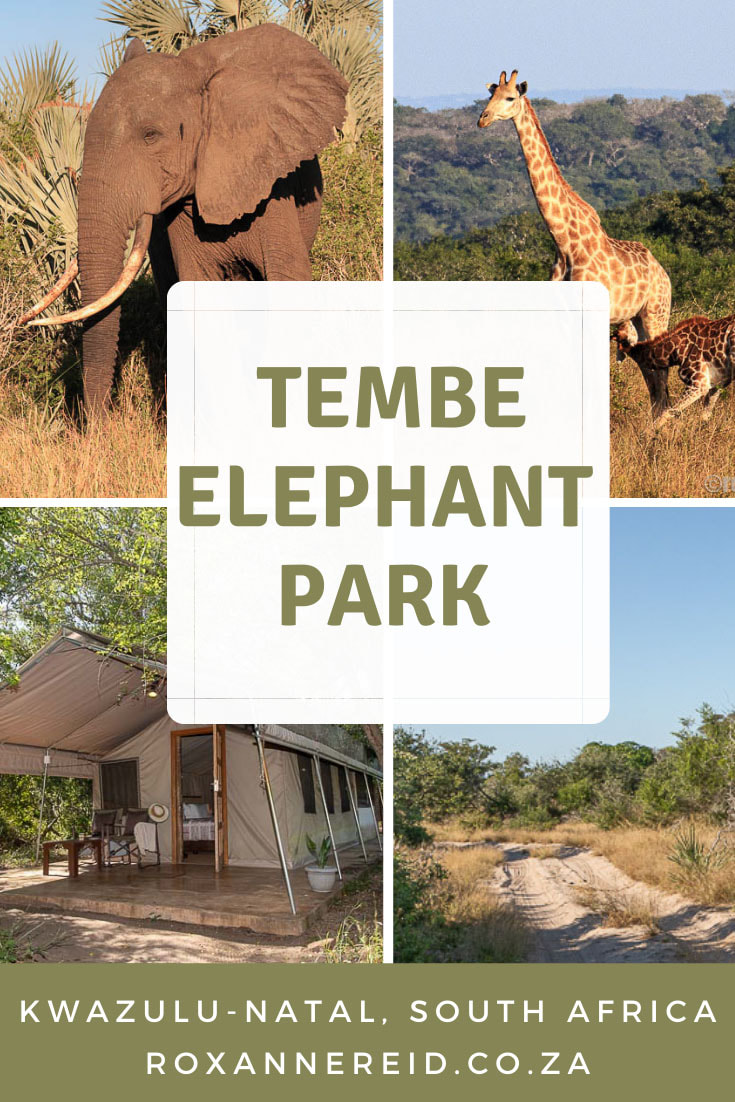Visiting Tembe Elephant Park Big Five reserve in KwaZulu-Natal, South Africa? Here’s everything you need to know, from how to get to Tembe, best time to visit Tembe, the lodge, Tembe’s animals, vegetation and birds, guided drives at Tembe, self-driving in Tembe, day visitors at Tembe, safety tips for watching elephants. There are also some ideas on other things to do in the wider area, like visiting Ndumo Game Reserve and Kosi Bay in iSimangaliso Wetland Park.