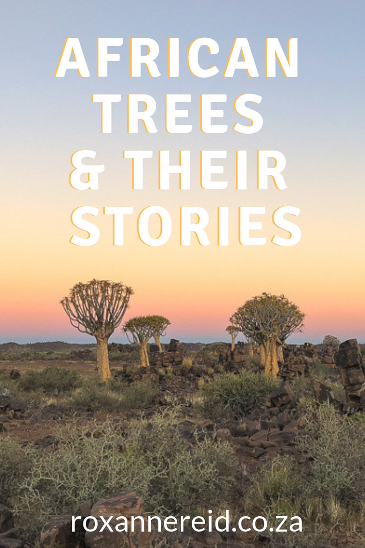 Here are some of the facts and fables about 10 of Africa’s remarkable trees and where you can find them. They include the Sunland Baobab in Limpopo, the Wonderboom fig in Pretoria, the outeniqua yellowwood that inspired Dalene Matthee’s book Circles in a Forest, a Lombardy poplar that marked a safe house during South Africa’s apartheid years, the spring glory of the musasa trees of Zimbabwe, the iconic quiver tree of Namibia, Oom Schalk Lourens’ withaak tree, and the marula or tree of life.