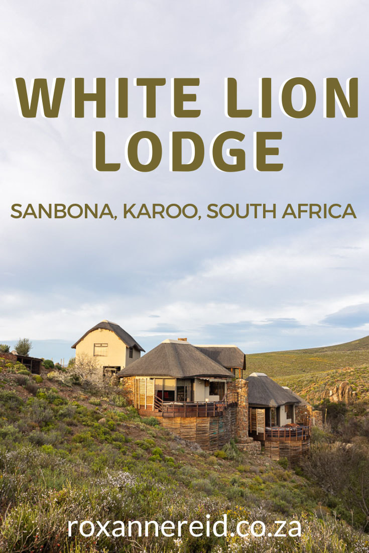 Visit White Lion Lodge at Sanbona Wildlife Reserve in the Little Karoo. Between Montagu and Barrydale, it’s just a 3.5-hour drive from Cape Town. Learn about flowering plants, see large mammals like elephant, buffalo and cheetah. Relax in the hot tub at the lodge, watch the stars, take a walk around the camp, swim in the infinity pool, or book a relaxing massage at the spa.