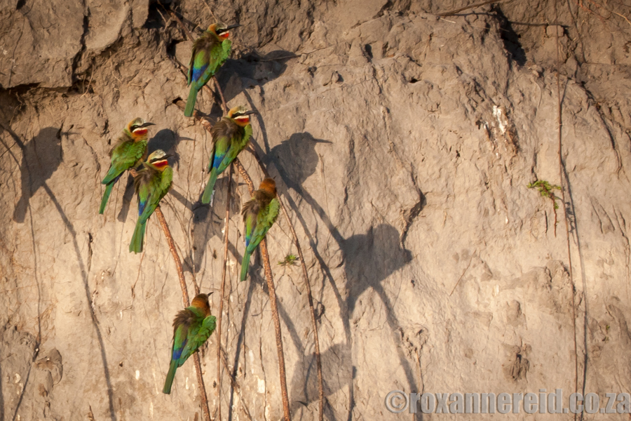 PictureBee-eaters, Namibia