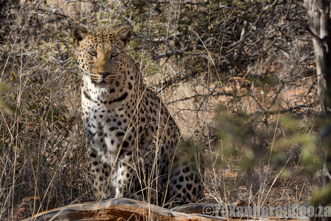 Leopard tracking at Okonjima Nature Reserve, Namibia