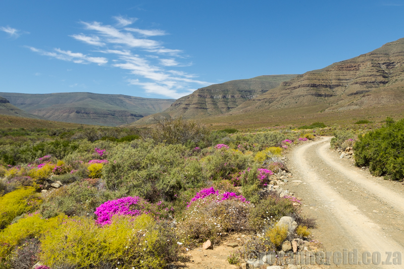 Flowers in the Tankwa Karoo National Park