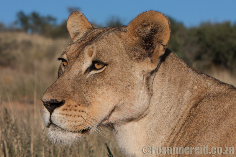 Lioness, Kgalagadi Transfrontier Park