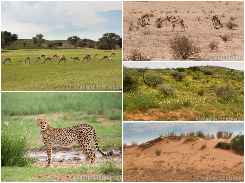 7 travel highlights, Kalahari