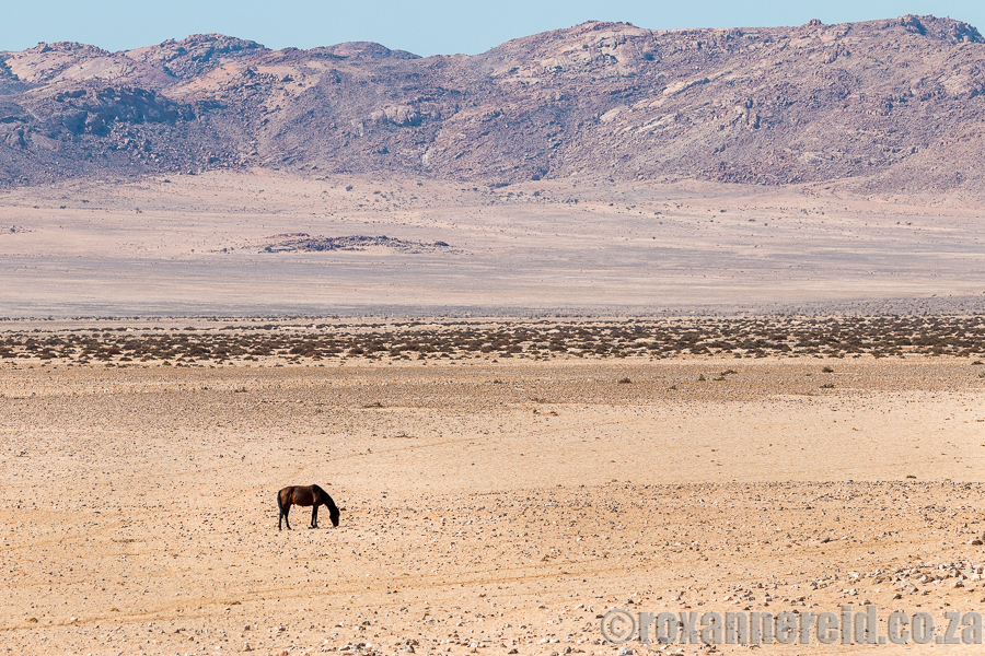 Wild horses, Namibia