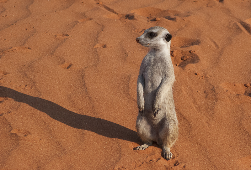 Meerkat, Kalahari