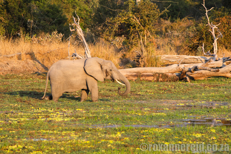 Elephant, South Luangwa National Park, Zambia