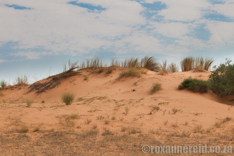 Sand dune, Kgalagadi Transfrontier Park