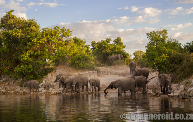 Elephants, Chobe, Botswana