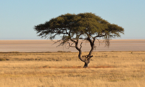 Cheetahs in a tree, Etosha National Park, Namibia