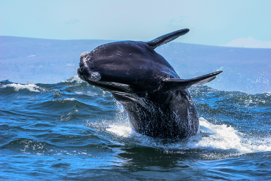 Things to do in Gansbaai: whale-watching, Gansbaai