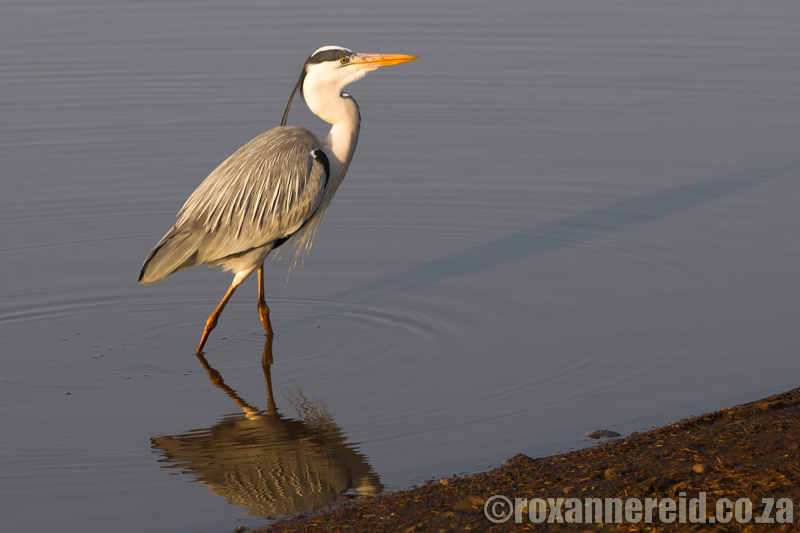 Grey heron, Sunset Dam, Kruger National Park