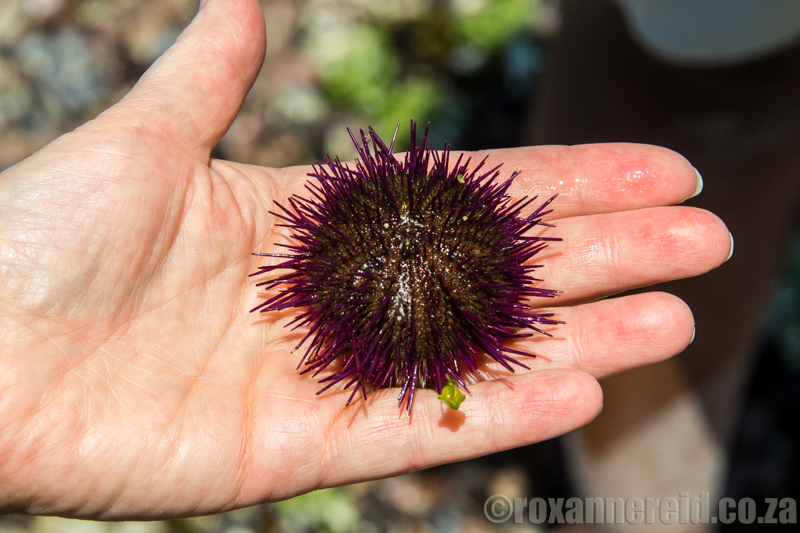 Sea urchin, De Hoop Nature Reserve