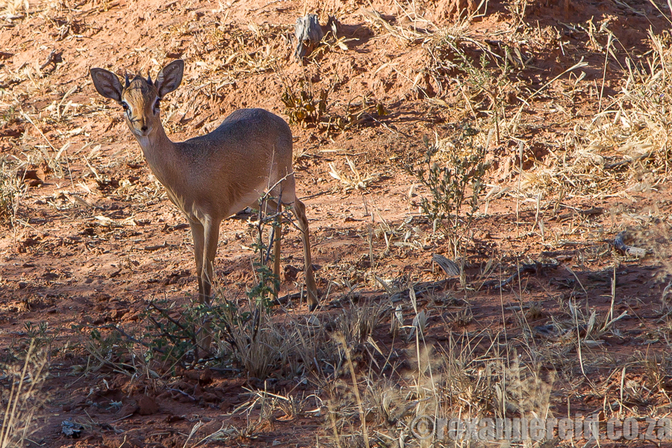 Okonjima Nature Reserve, Namibia