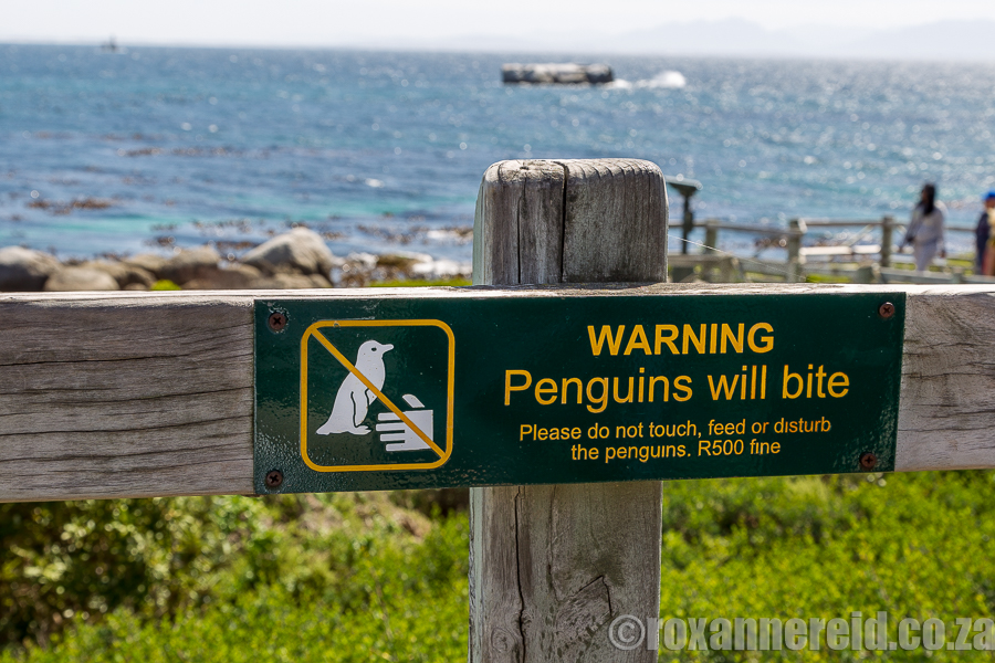 African penguins, Boulders