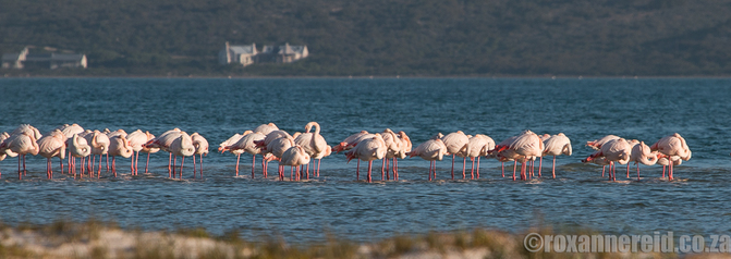 Flamingo, West Coast National Park
