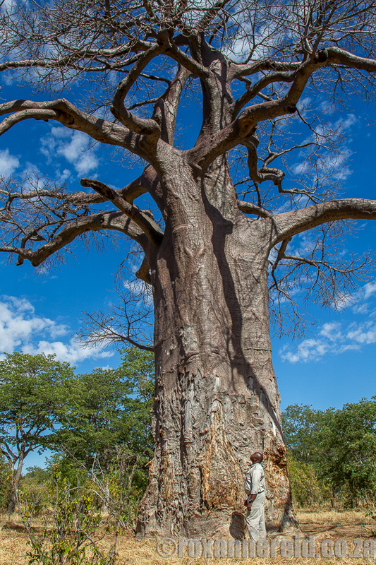 Guide Bevan Machira with a baobab