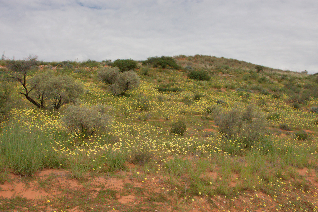 Yellow flowers cover the dune, Kalahari
