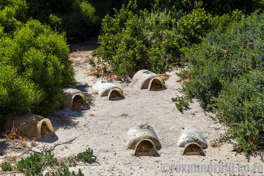 African penguin nesting boxes, Boulders