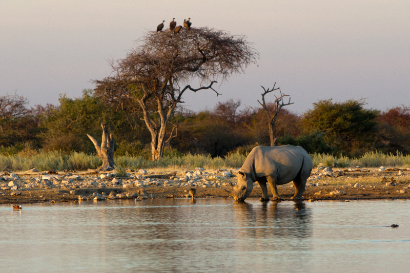 Rhino, Etosha National Park, Namibia