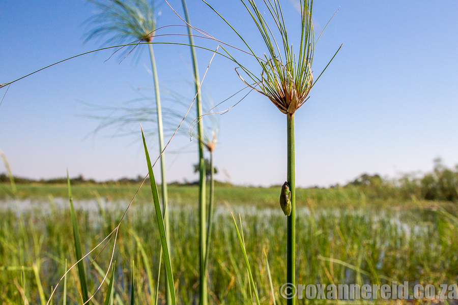 Long reed frog, Okavango Delta, Botswana