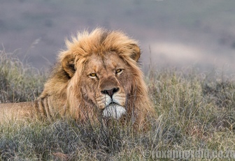 Lions at a kill, Mountain Zebra National Park - Roxanne Reid - Africa Addict
