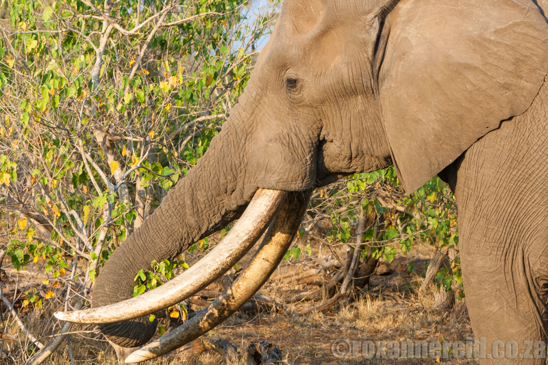 Elephant, Kruger National Park