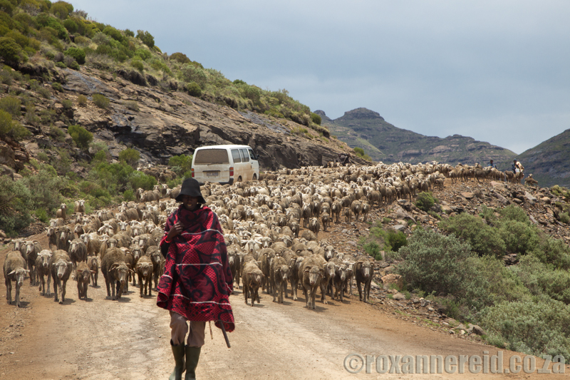 Sheep, Lesotho