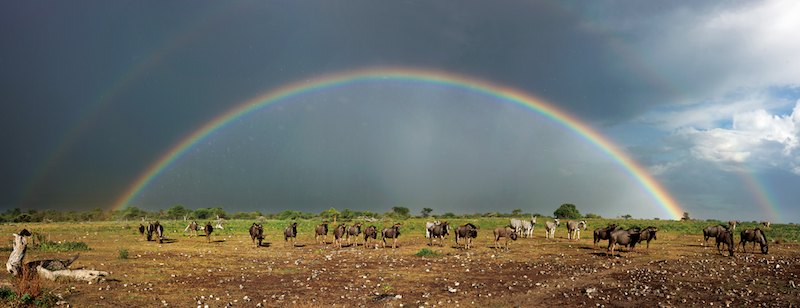 Wildebeest and rainbow, Etosha Natiional Park, Namibia