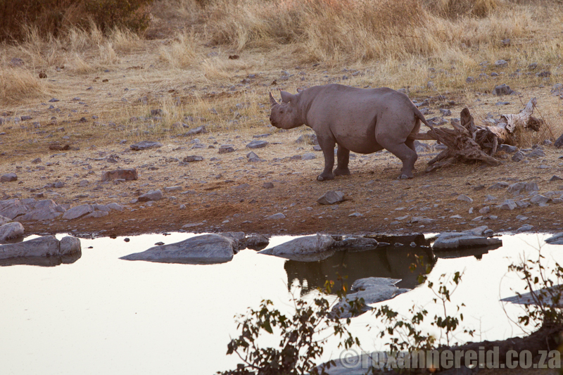 Rhino at Moringa waterhole, Halali, Etosha