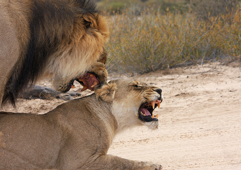 Mating lions, Kalahari