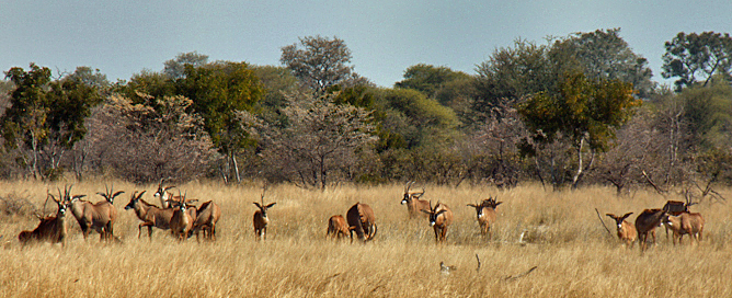 Roan antelope, Mahango National Park, Caprivi, Namibia