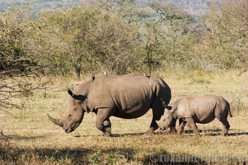 Rhino and calf, South africa