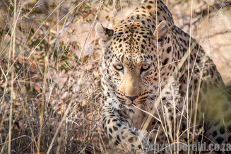 Leopard, Okonjima Nature Reserve, Namibia