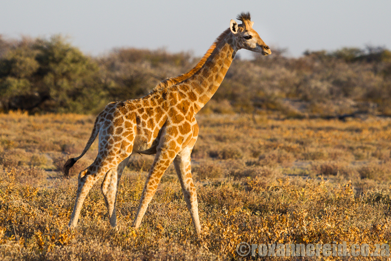 Giraffe, Etosha National Park