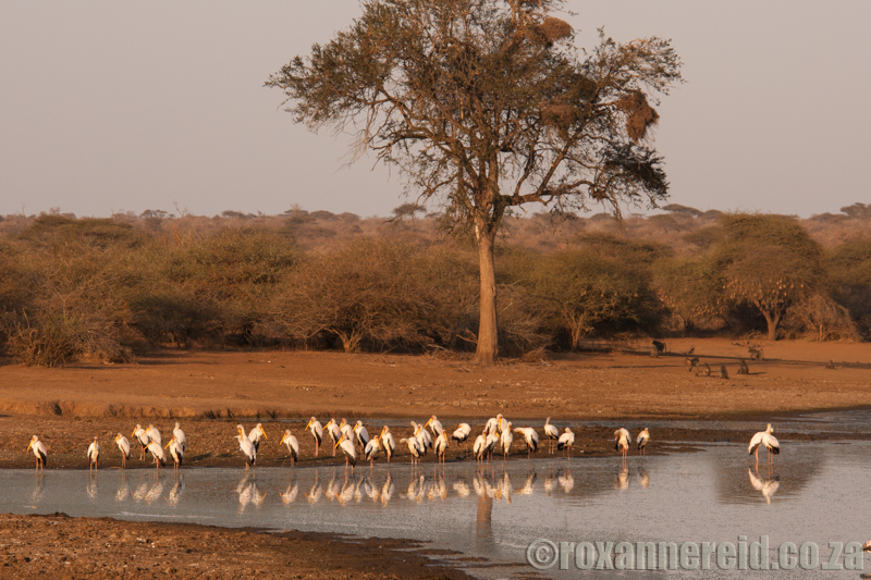 Storks, Sunset Dam, Kruger National Park