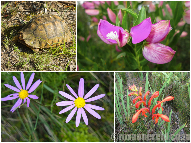 Animals and flowers at Goukamma Nature Reserve