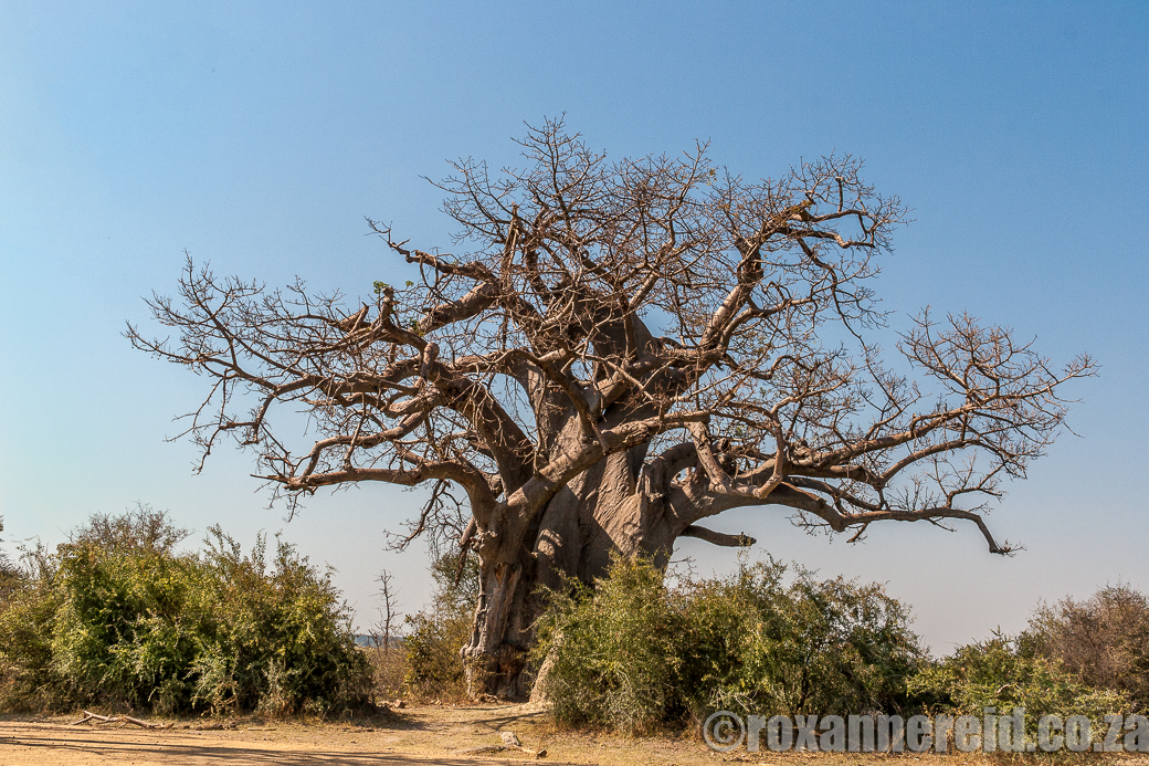 Baobab tree, Mahango Game Reserve, Namibia
