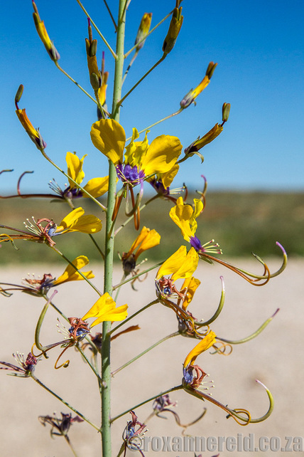 Kalahari in bloom