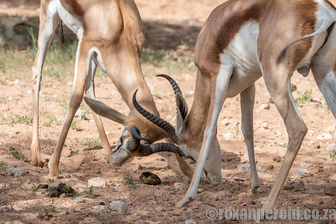Duelling springbok, Kgalagadi 