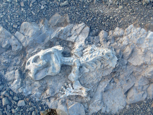 Karoo fossil