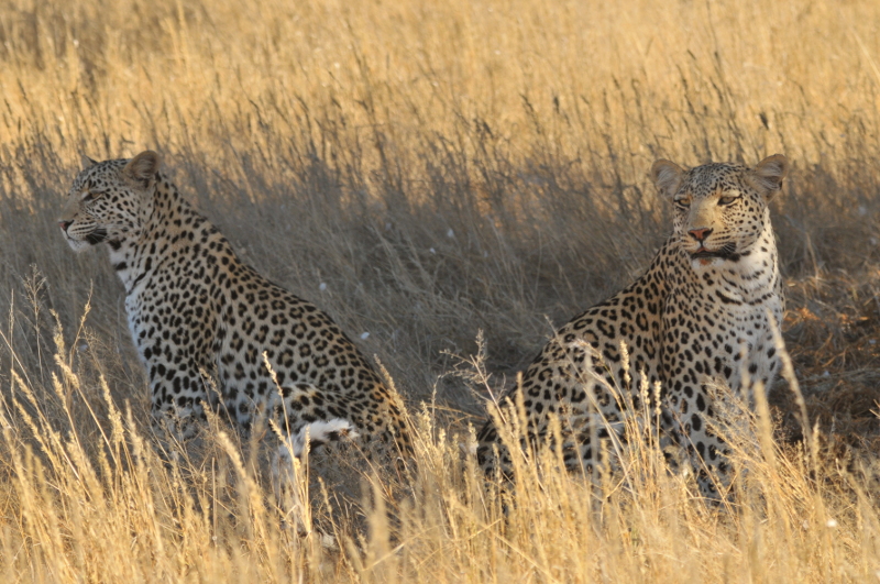 Leopard identification, Kgalagadi